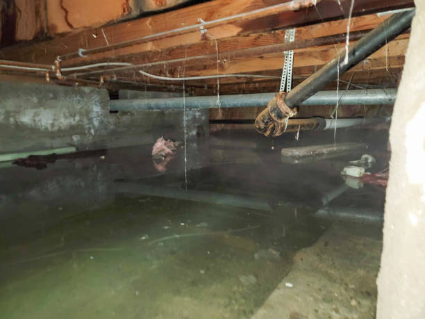  Hodgenville, KY Water damage restoration Pros
